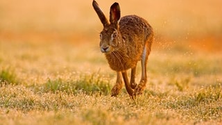 Die Tierdocs: Hase kippt ständig um