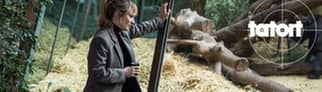Kritik zum Tatort Zürich „Von Affen und Menschen“: Grandjean steht vor einem Schimpansen Gehege