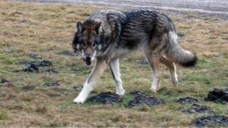 Der Wolf des Türken Mehmet Özhan, der die Schafe der Bauern gerissen haben soll.